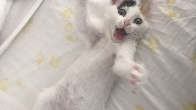 Kedileri sevmeyenler niye sevmiyor?