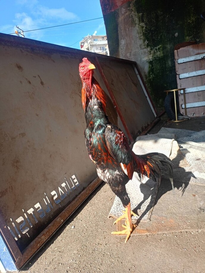 Evcil hayvan besliyor musunuz, varsa hangi hayvanı ve neden o türü seçtiniz?