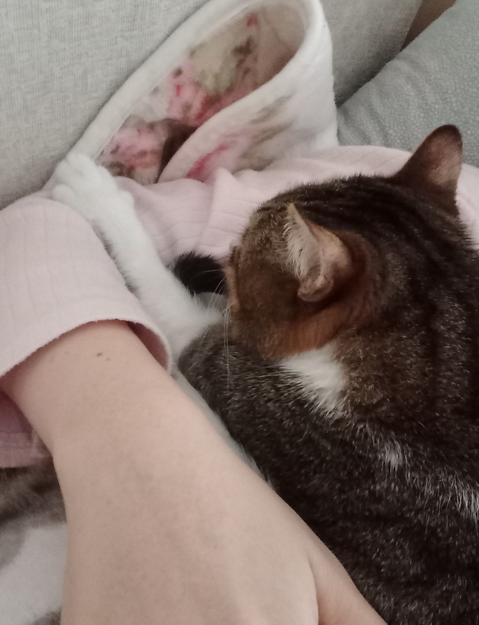 En son ne zaman kedi sevdiniz?