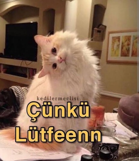 En son ne zaman kedi sevdiniz?
