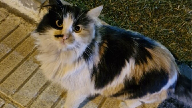 En son ne zaman kedi sevdiniz?