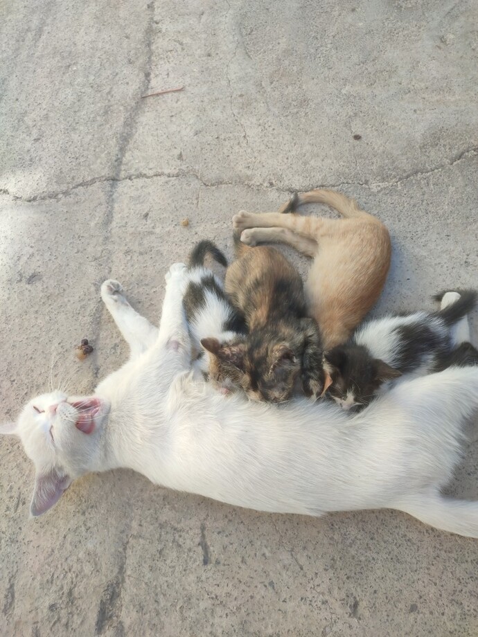 Bu kediler neden böyle?