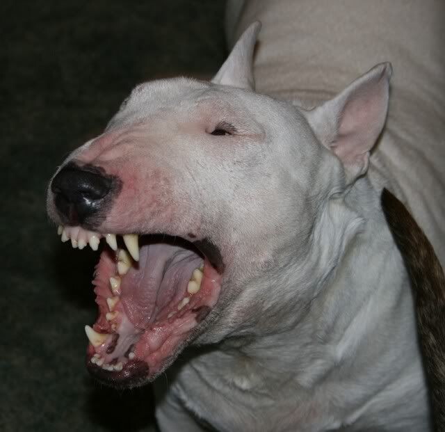 Şirin Köpeğimi Kim Sevmek İster?