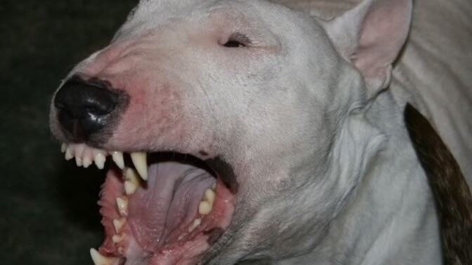 Şirin Köpeğimi Kim Sevmek İster?