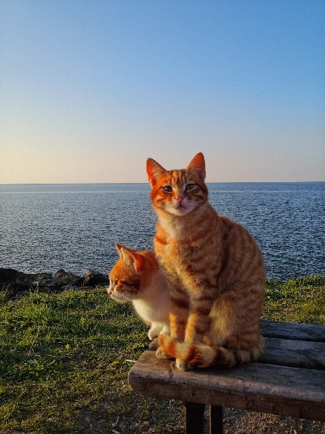 Kendinizi neye benzetirsiniz, size göre fotoğraflarınız hangi objeye ya da canlıya benziyor?