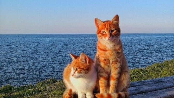 Kendinizi neye benzetirsiniz, size göre fotoğraflarınız hangi objeye ya da canlıya benziyor?
