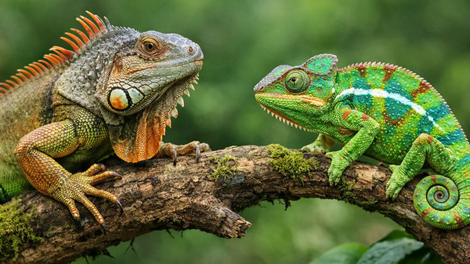 Hangisini beslemek isterdiniz: İguana mı, bukalemun mu?
