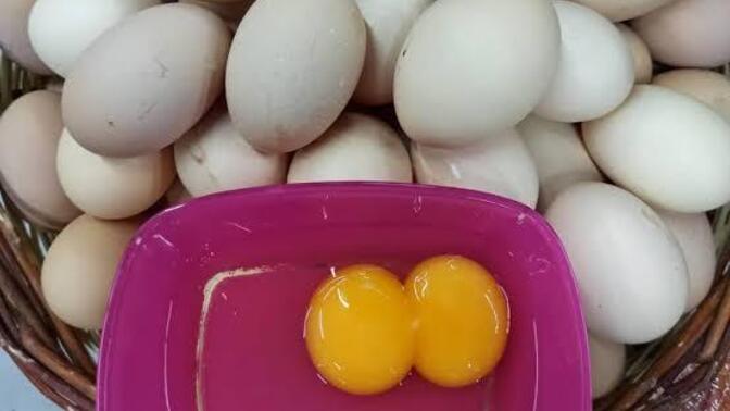Yumurtanız çift sarılı çıksa mutlu olur musunuz?
