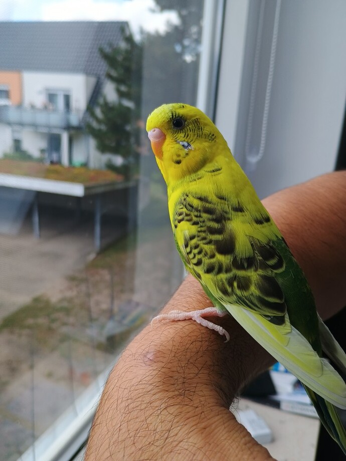 Hangisi daha tatlı sizce?