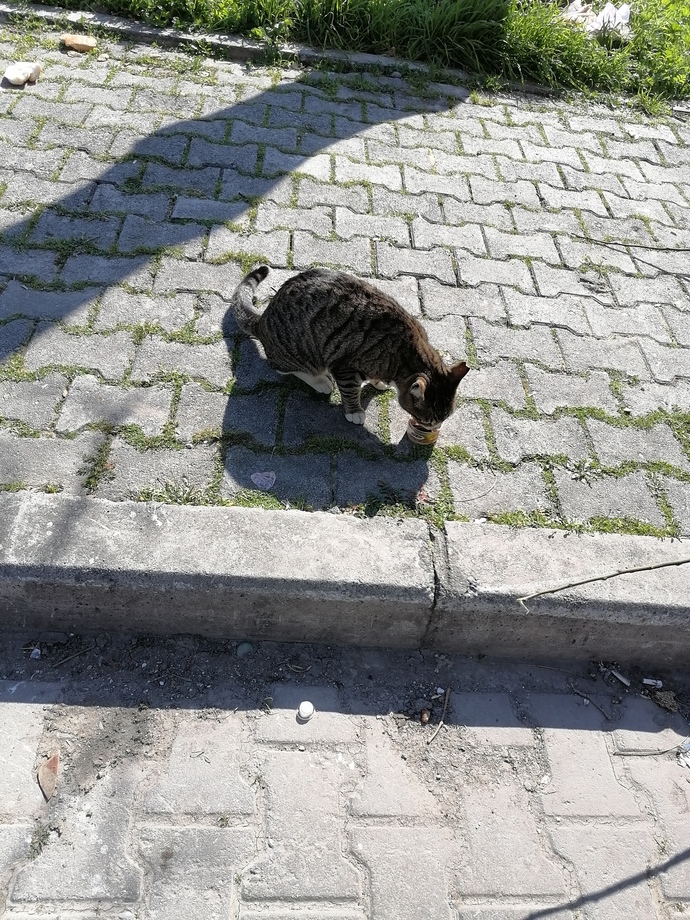 Sokak kedileri ve köpeklerini nasıl besliyorsunuz, fobisi olanlar ne yapıyor?