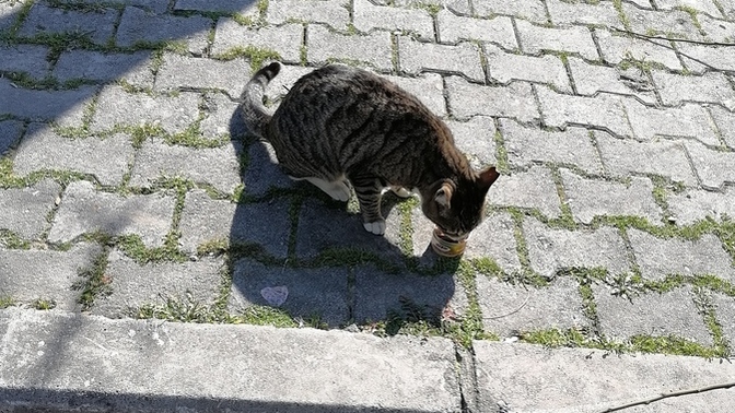 Sokak kedileri ve köpeklerini nasıl besliyorsunuz, fobisi olanlar ne yapıyor?