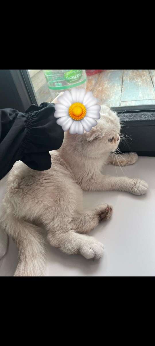 Sizin de kedilere karşı ayrı bir zaafınız var mı, kedi görünce dayanamıyor musunuz?