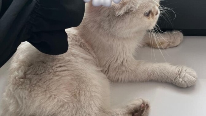 Sizin de kedilere karşı ayrı bir zaafınız var mı, kedi görünce dayanamıyor musunuz?