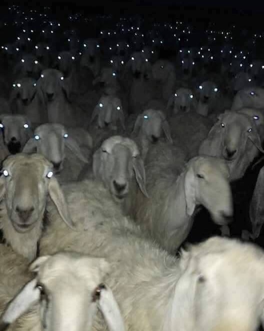Bayramda misafir gelmesi sizi mutlu eder mi?