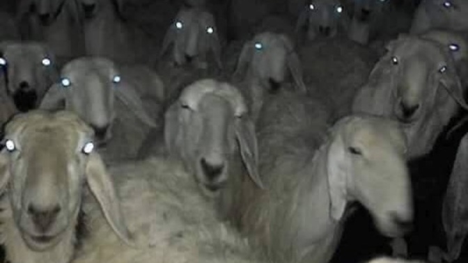 Bayramda misafir gelmesi sizi mutlu eder mi?