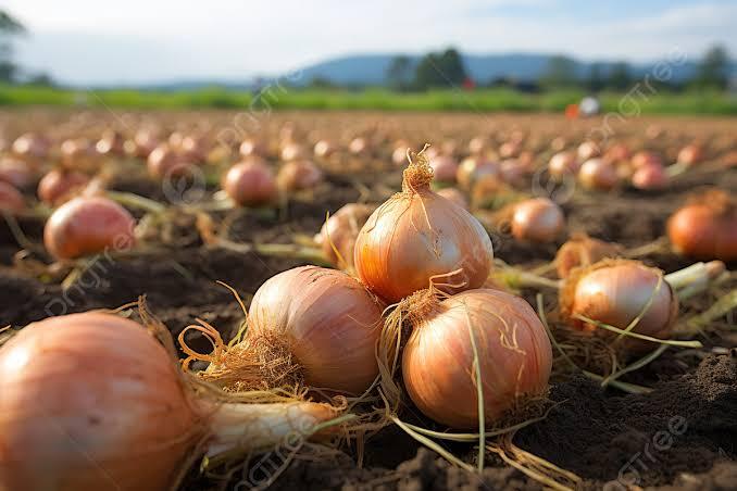 Soğan 🧅 tarlada 3₺’ye gitmiyor iken pazarda 20₺ olması normal mi?