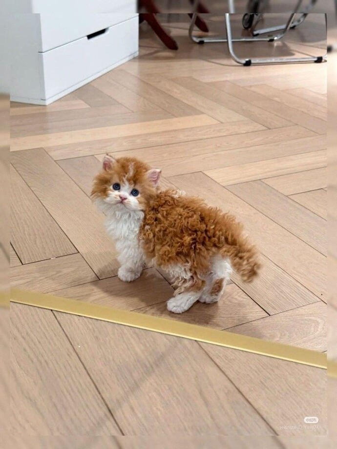Hic kıvırcık kedi gördünüz mü?