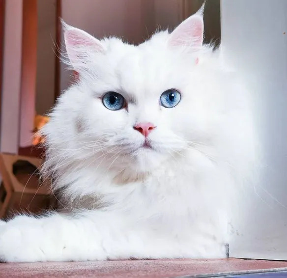 Pamuk kedim 🐈