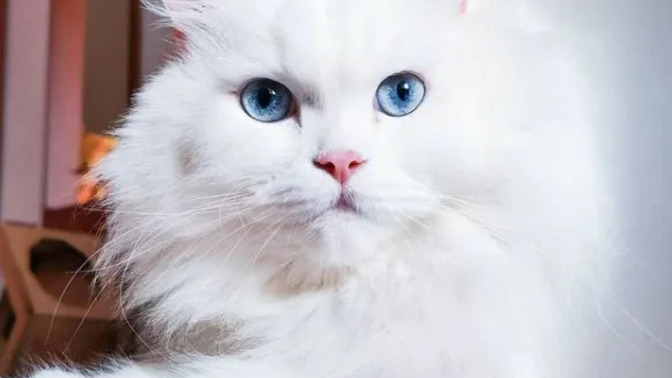 Sizin de kedi severken tüm dertleriniz yok oluyormuş gibi oluyor mu?