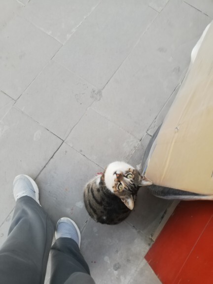 Hayvanlar sizi sever mi?