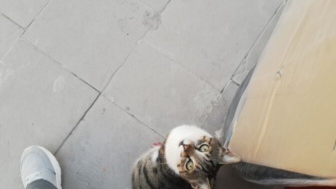 Hayvanlar sizi sever mi?