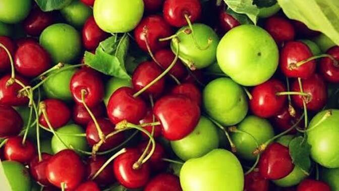 Erik mi kiraz mı hangisini daha çok seversin?