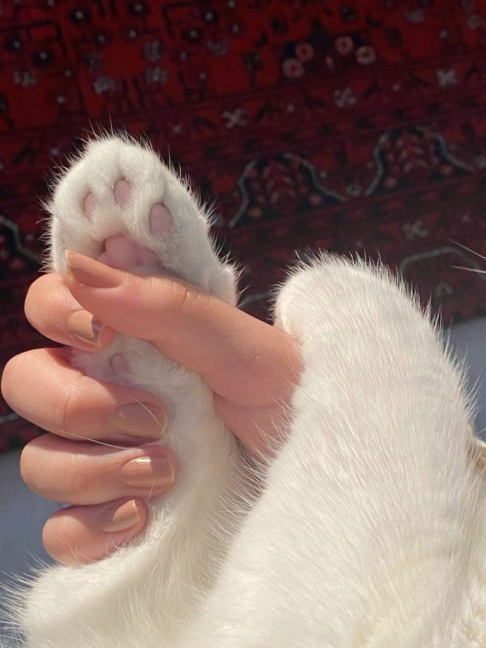 En uslu kedi cinsi hangisi?