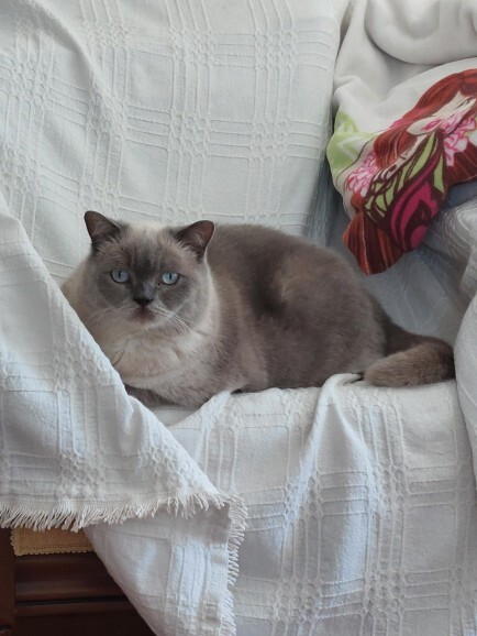 En uslu kedi cinsi hangisi?
