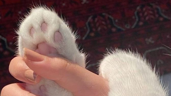 En uslu kedi cinsi hangisi?