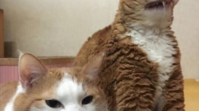 Zıt kutuplar birbirini çeker mi, zıt kişilikler gerçekten daha çekici mi?