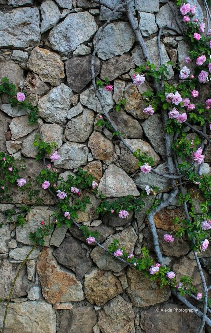 Gün bitmek üzere herkese güzel bir akşam diliyorum 🦋🥰sizin de duvarınız var mı?