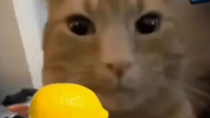 Sana limon verir miydim vermez miydim söyleyeyim mi?