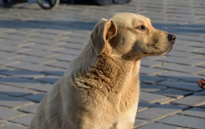 Kendime sadık bir sokak köpeği dost edindim hayırlı olsun der misiniz?