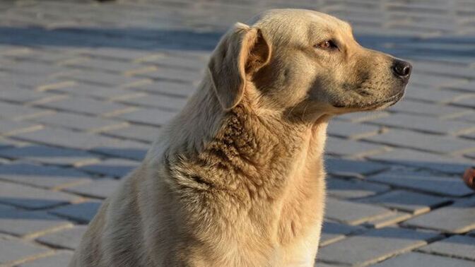 Kendime sadık bir sokak köpeği dost edindim hayırlı olsun der misiniz?