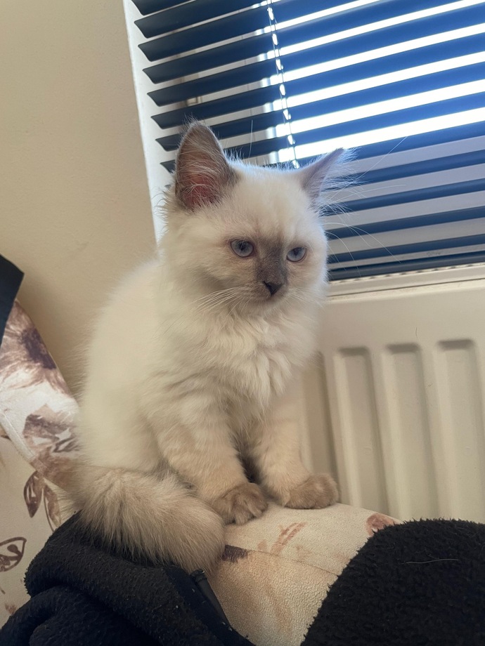 Sizce 2 aylık Ragdoll cins kediyi sahipleyim mi?