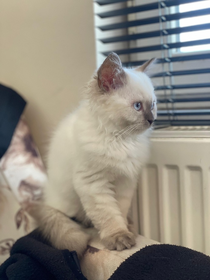 Sizce 2 aylık Ragdoll cins kediyi sahipleyim mi?