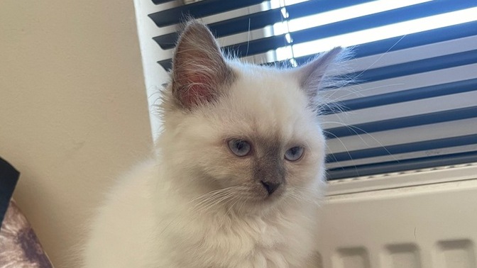 Sizce 2 aylık Ragdoll cins kediyi sahipleyim mi?
