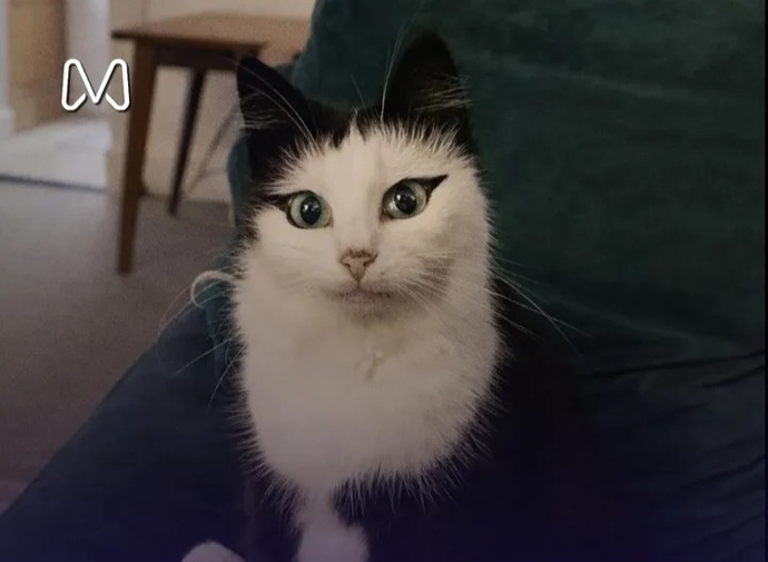 Gözüne eyeliner çekilmiş kedi gördünüz mü hiç?