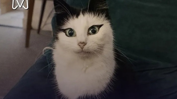 Gözüne eyeliner çekilmiş kedi gördünüz mü hiç?