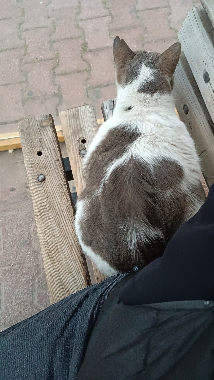 Kedi seven var mı?