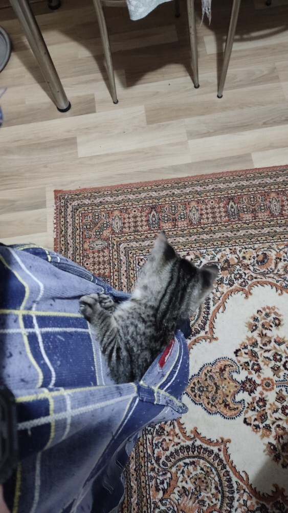 Cepte kedi sever misiniz?