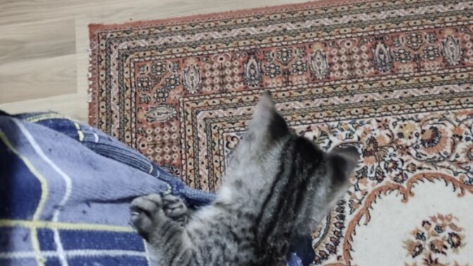 Cepte kedi sever misiniz?
