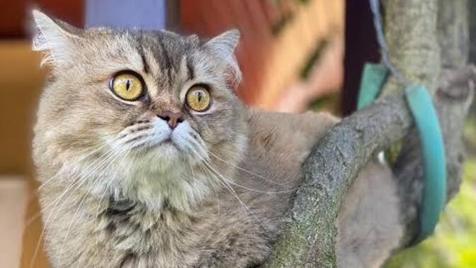 İnsanın kişiliği yüzüne ya da ses tonuna yansır mı?