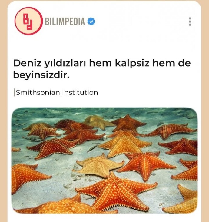 Eski sevgilim Deniz yıldızı mı acaba?