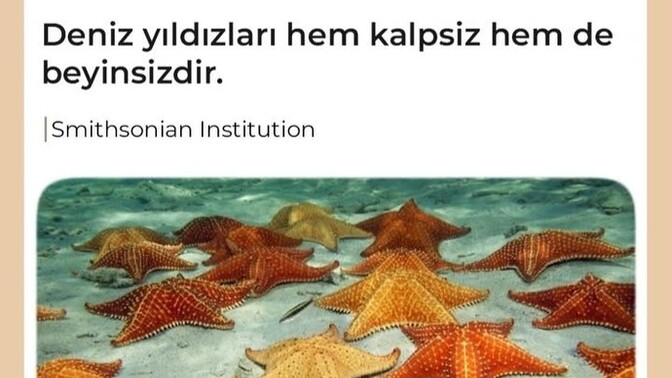 Eski sevgilim Deniz yıldızı mı acaba?