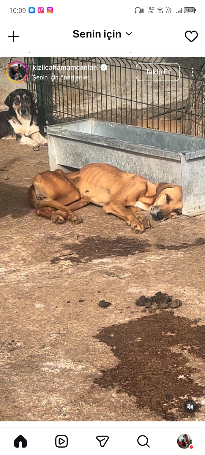 Bu canlara bunu yapan psikopatlar aramızda dolanırken rahat mısınız inanılır gibi değil hâlâ bunları savunan şeytnlar var aramızda?