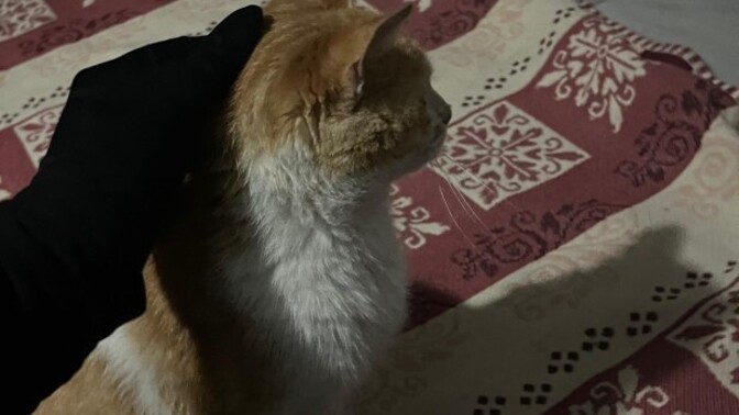 Hamile kediler neden bu kadar masum ve tatlı görünüyor, sizce de öyle mi?