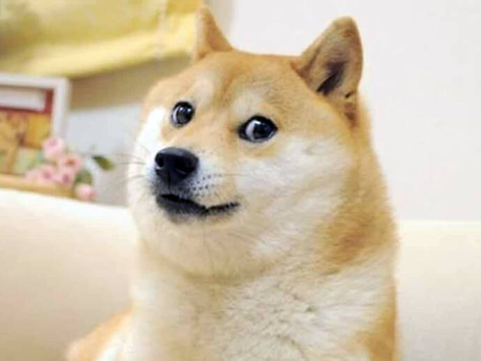Havlayan köpek sizce ısırır mı?