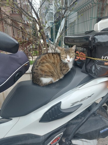 Havlayan köpek sizce ısırır mı?