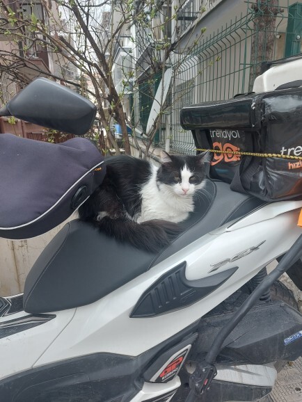 Havlayan köpek sizce ısırır mı?